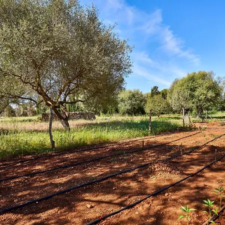 Drimia קאן פיקפורט