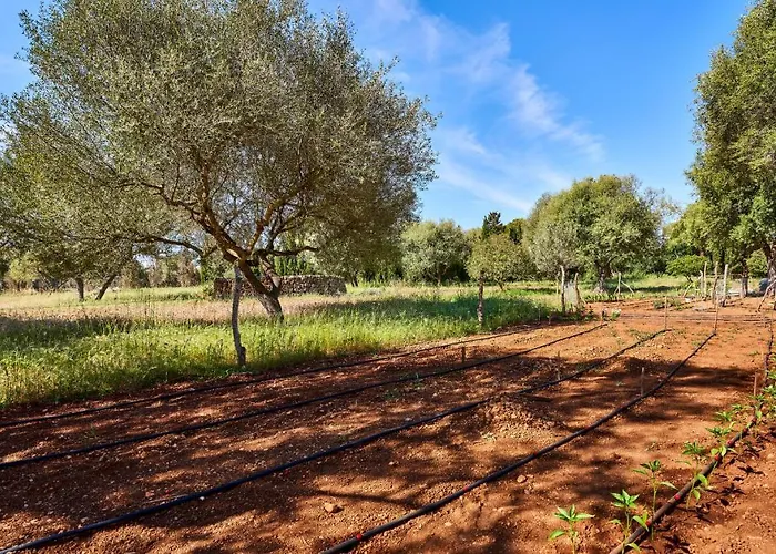 Drimia Can Picafort (Mallorca)